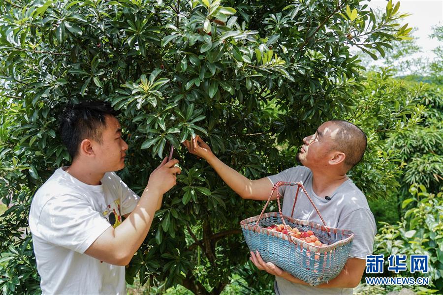 6月19日，蒋斌（左）用手机帮助蒋金春直播采摘杨梅。