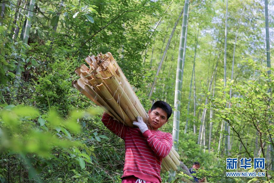 5月22日，在隆回县滩头镇桃林村，李秋桂将劈成两指宽的“白料”扛向作坊。
