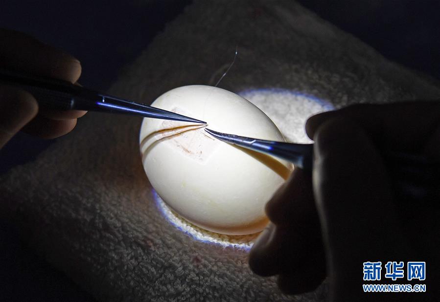 南昌大学二附院的医师在鸡蛋膜上做缝合手术练习。