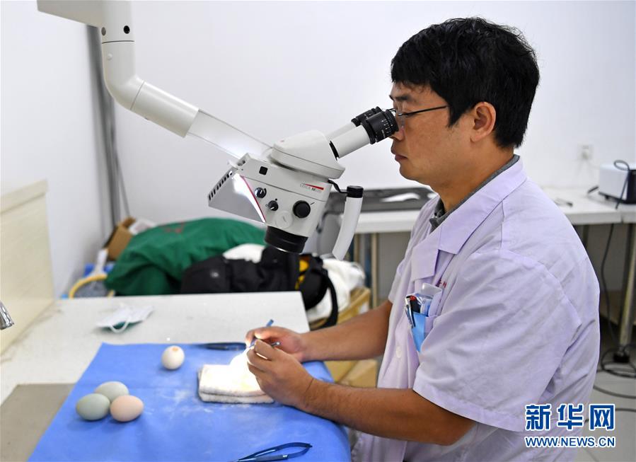 南昌大学二附院的医师在鸡蛋膜上做缝合手术练习。