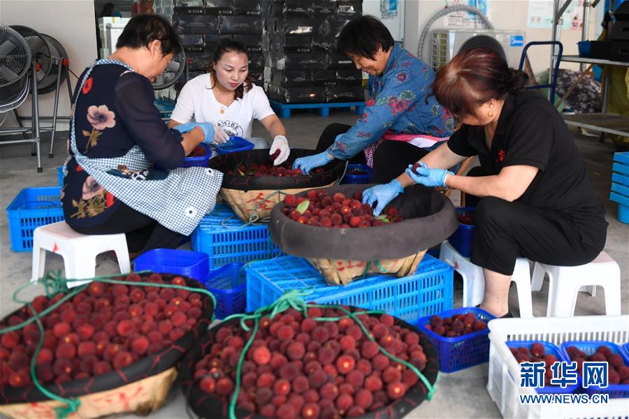 6月27日，仙居县一家杨梅专业合作社的果农在分拣新鲜的杨梅。