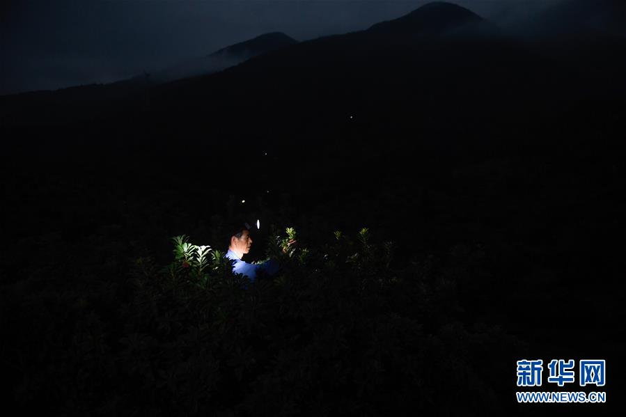 6月27日凌晨，一位果农在仙居县一杨梅基地采摘杨梅。