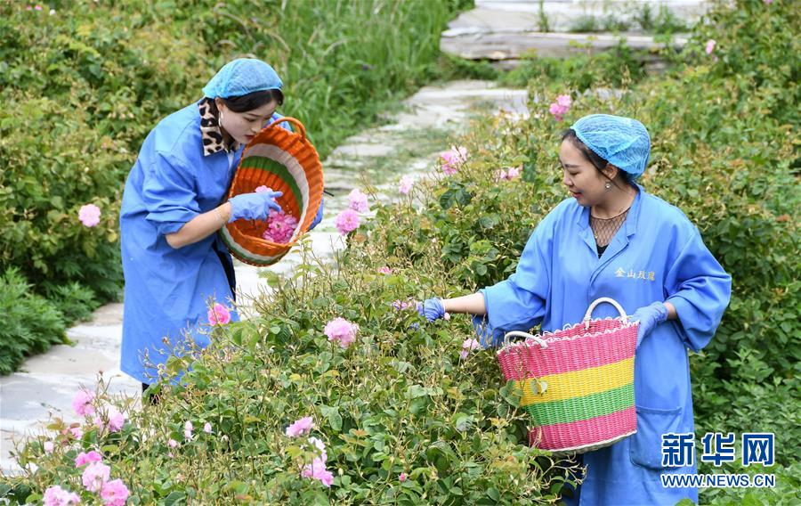 6月26日，在四川省小金县清多香玫瑰种植专业合作社，工人在采摘玫瑰。