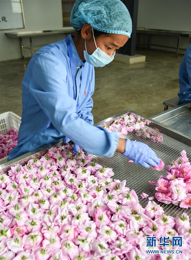6月26日，在四川省小金县清多香玫瑰种植专业合作社，工人准备将玫瑰烘干。