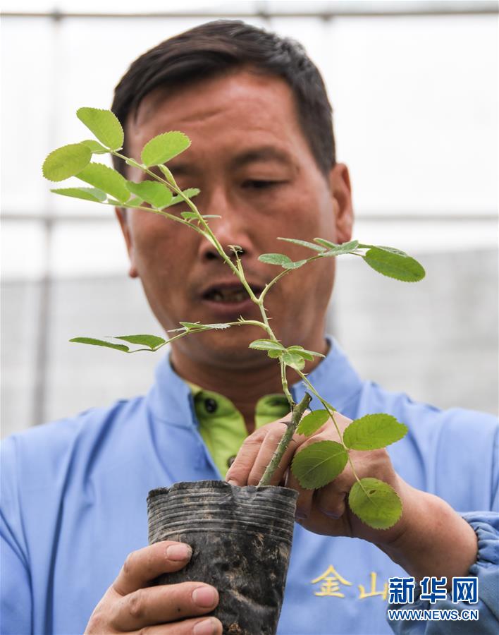 6月26日，在四川省小金县清多香玫瑰种植专业合作社，技术人员在查看玫瑰幼苗。