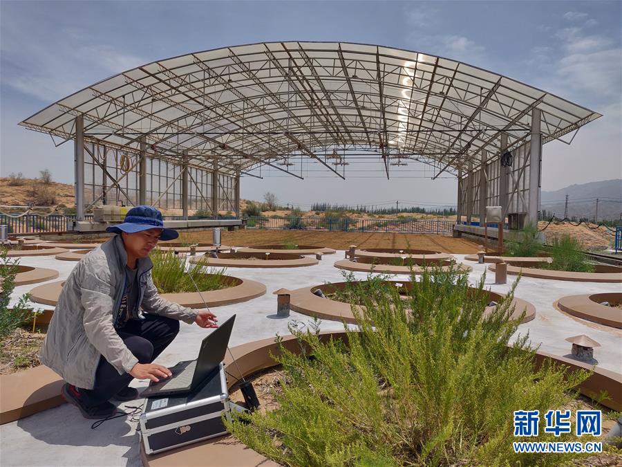 7月3日，中科院沙坡头沙漠研究试验站的科研人员杨昊天在观测蒸渗仪筒内植物根系生长动态。