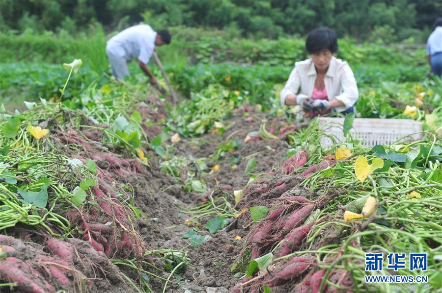 7月11日，浙江省杭州市临安区天目山镇九里村淼楠小香薯合作社的社员在采收小香薯。