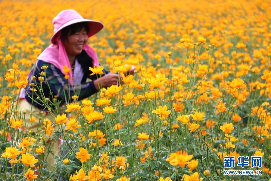 7月11日，花农在河北省承德市围场满族蒙古族自治县四合永镇金莲花繁育基地采摘金莲花。