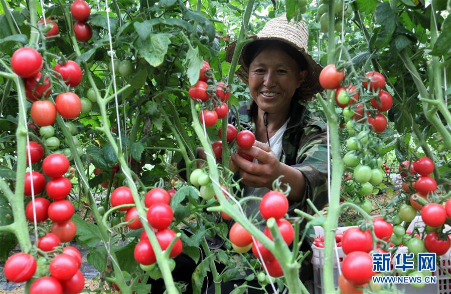 7月11日，在贵州省毕节市黔西县中建乡民主村圣女果种植基地，村民在采摘圣女果。