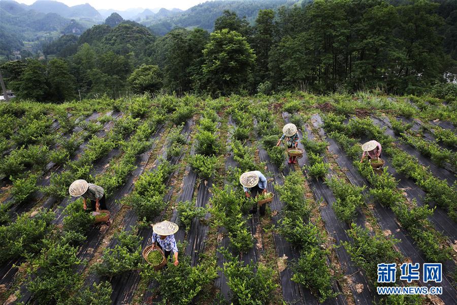 7月11日，村民在重庆市黔江区邻鄂镇五马顶社区藤茶基地采摘藤茶。