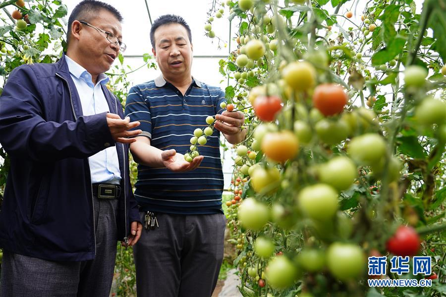 在太白县咀头镇塘口村，县农业技术推广服务中心副主任赵志国（右）与一名企业负责人查看作物长势（7月11日摄）。