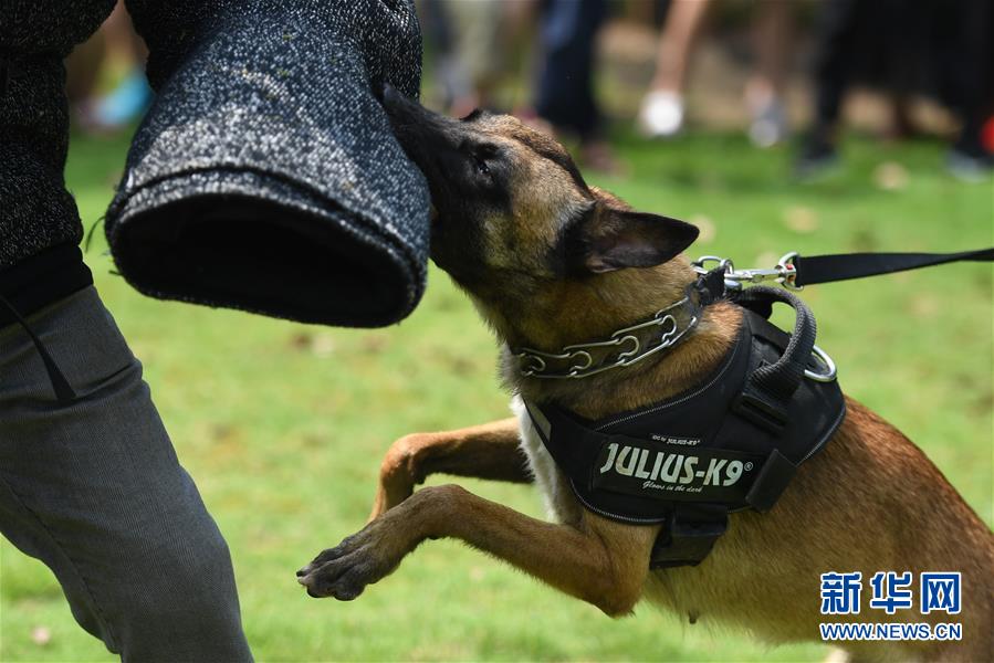7月18日，警犬在表演擒敌。