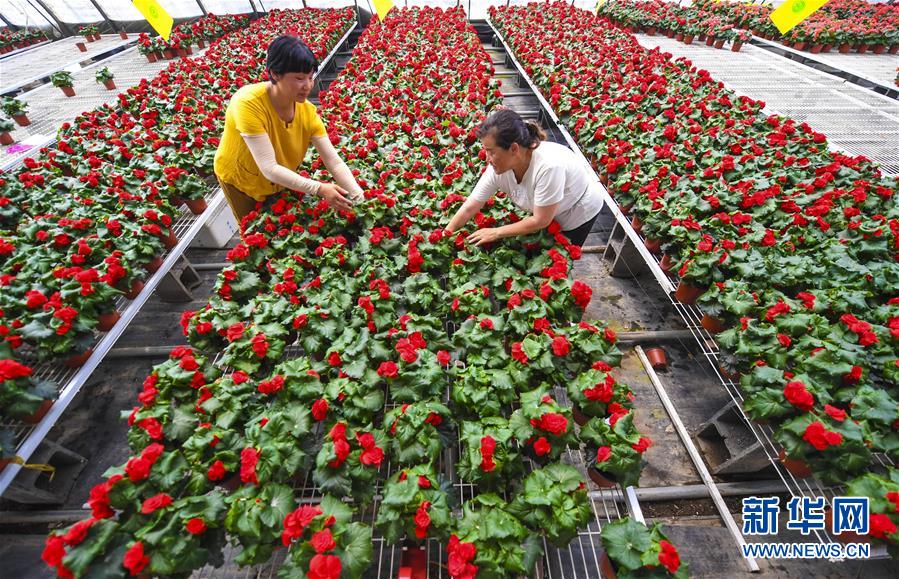 7月18日，花农在河北省永清县刘街乡胜利村的鲜花大棚挑选花卉。
