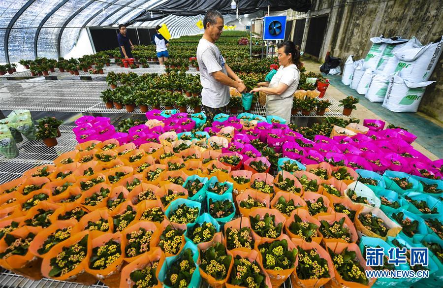 7月18日，花农在河北省永清县刘街乡胜利村的鲜花大棚为花卉装袋。