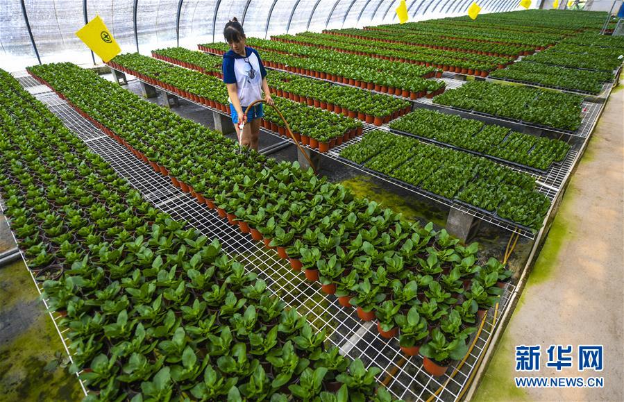 7月18日，花农在河北省永清县刘街乡胜利村的鲜花大棚为花卉浇水。