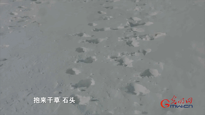 【奋进的中国精神】塞罕坝:荒原到林海的人间奇迹