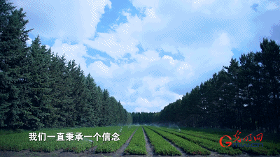 【奋进的中国精神】塞罕坝:荒原到林海的人间奇迹
