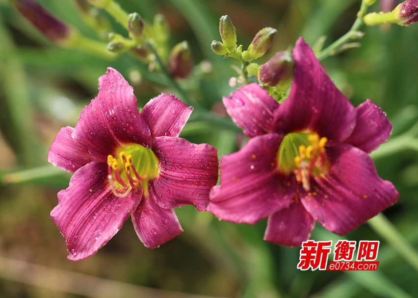 花1.png